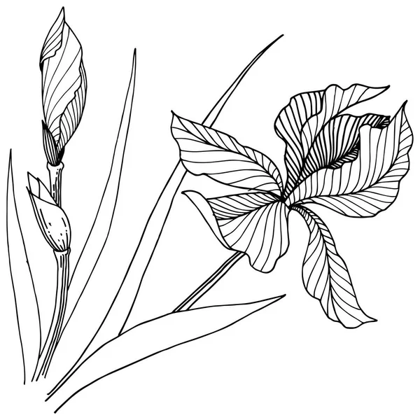 Iris di fiori selvatici in uno stile vettoriale isolato . — Vettoriale Stock