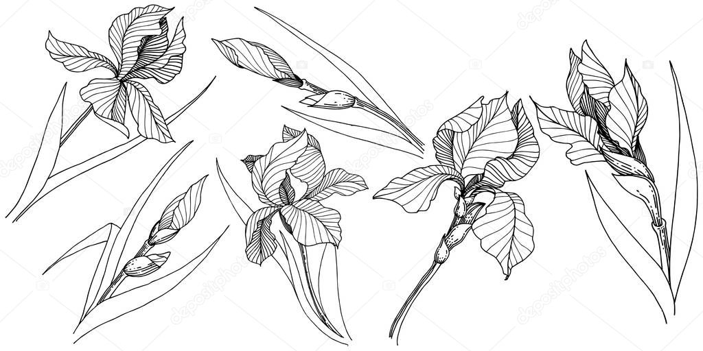 Wildflower irises in a vector style isolated.