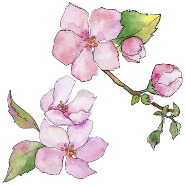 Pembe kiraz çiçekleri. Botanik çiçek. İzole vahşi bahar yaprak kır çiçeği.