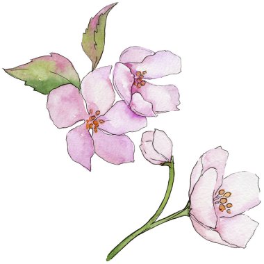 Pembe kiraz çiçekleri. Botanik çiçek. İzole vahşi bahar yaprak kır çiçeği.