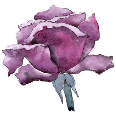 Renkli gül. Botanik çiçek. İzole vahşi bahar yaprak kır çiçeği.