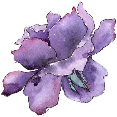 Renkli gül. Botanik çiçek. İzole vahşi bahar yaprak kır çiçeği.