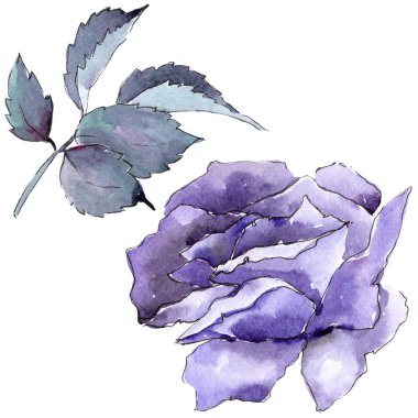 Renkli gül. Botanik çiçek. İzole vahşi bahar yaprak kır çiçeği.