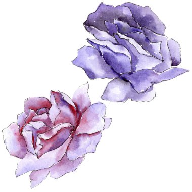 Renkli gül. Botanik çiçek. İzole vahşi bahar yaprak kır çiçeği.