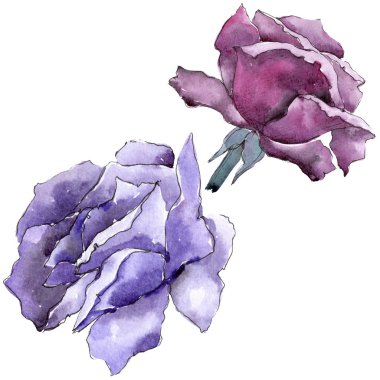 Renkli gül. Botanik çiçek. İzole vahşi bahar yaprak kır çiçeği.