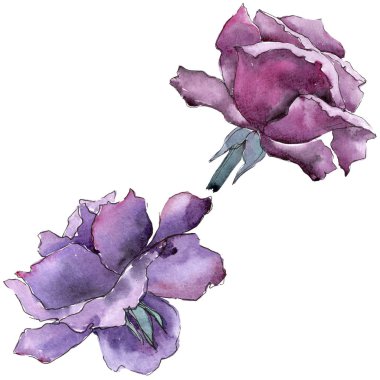 Renkli gül. Botanik çiçek. İzole vahşi bahar yaprak kır çiçeği.