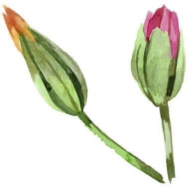 Renkli yaz lale. Botanik çiçek. Vahşi bahar yaprak izole kır çiçeği. Arka plan, doku, sarıcı desen, çerçeve veya kenarlık için Aquarelle kır çiçeği.