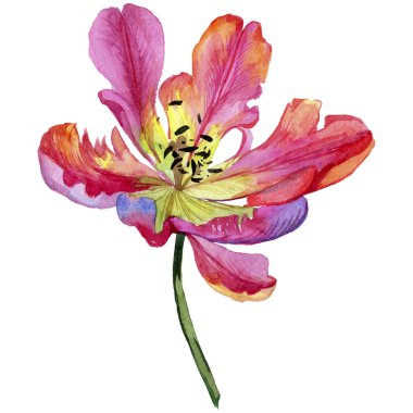 Pembe yaz lale. Botanik çiçek. Vahşi bahar yaprak izole kır çiçeği. Arka plan, doku, sarıcı desen, çerçeve veya kenarlık için Aquarelle kır çiçeği.