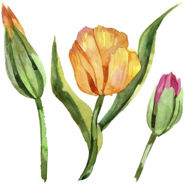 Kırmızı yaz lale. Botanik çiçek. Vahşi bahar yaprak izole kır çiçeği. Arka plan, doku, sarıcı desen, çerçeve veya kenarlık için Aquarelle kır çiçeği.