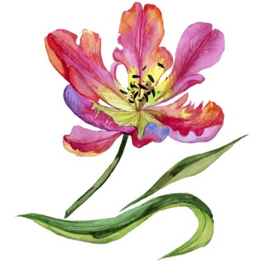 Pembe yaz lale. Botanik çiçek. Vahşi bahar yaprak izole kır çiçeği. Arka plan, doku, sarıcı desen, çerçeve veya kenarlık için Aquarelle kır çiçeği.