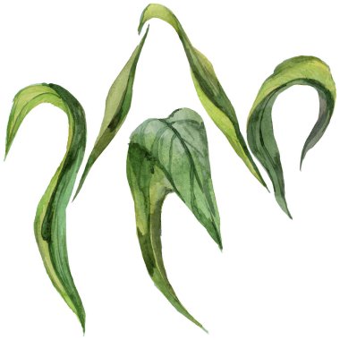 Renkli yaz lale yaprak. Botanik çiçek. Vahşi bahar yaprak izole kır çiçeği. Arka plan, doku, sarıcı desen, çerçeve veya kenarlık için Aquarelle kır çiçeği.