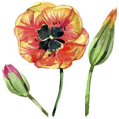 Kırmızı yaz lale. Botanik çiçek. Vahşi bahar yaprak izole kır çiçeği. Arka plan, doku, sarıcı desen, çerçeve veya kenarlık için Aquarelle kır çiçeği.