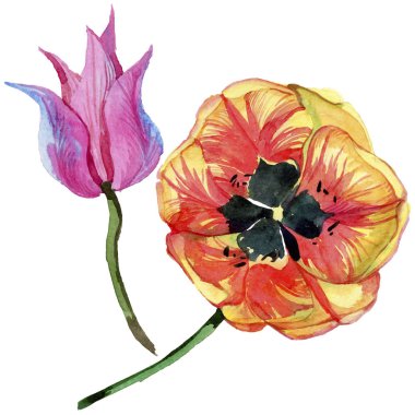 Renkli yaz lale. Botanik çiçek. Vahşi bahar yaprak izole kır çiçeği. Arka plan, doku, sarıcı desen, çerçeve veya kenarlık için Aquarelle kır çiçeği.