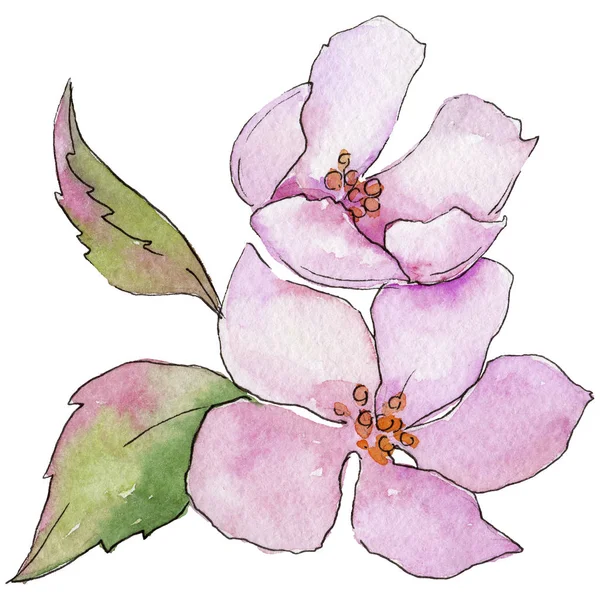 Des fleurs de cerisier rose. Fleur botanique florale. Feuille de printemps sauvage fleur sauvage isolée . — Photo