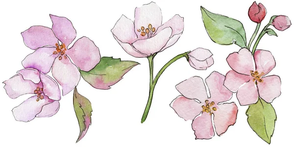 Fiori di ciliegio rosa. Fiore botanico floreale. Foglia selvatica primavera fiore selvatico isolato . — Foto Stock
