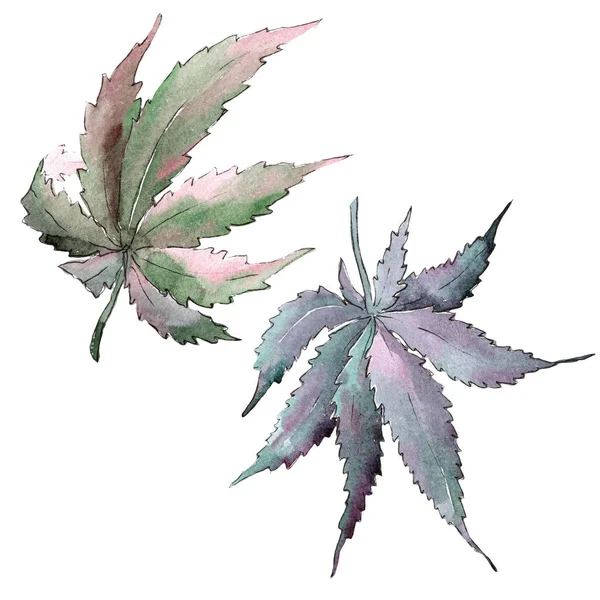 Hoja verde de cannabis. Planta de hojas jardín botánico follaje floral . — Foto de Stock