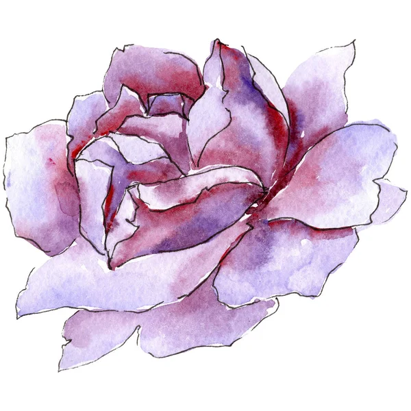 Красочная роза. Цветочный ботанический цветок. Изолированный дикий весенний цветок . — стоковое фото