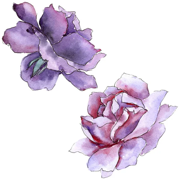 Rosa colorida. Floral flor botânica. Folha de primavera selvagem wildflower isolado . — Fotografia de Stock