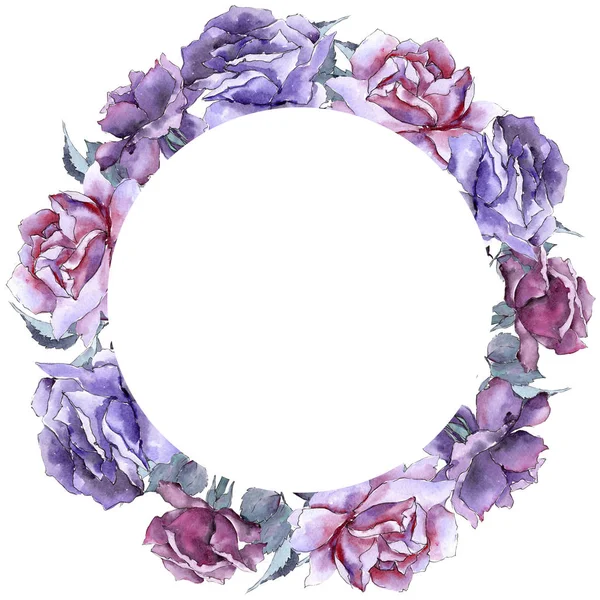 Rosa colorata. Fiore botanico floreale. Quadrato ornamento bordo cornice . — Foto Stock