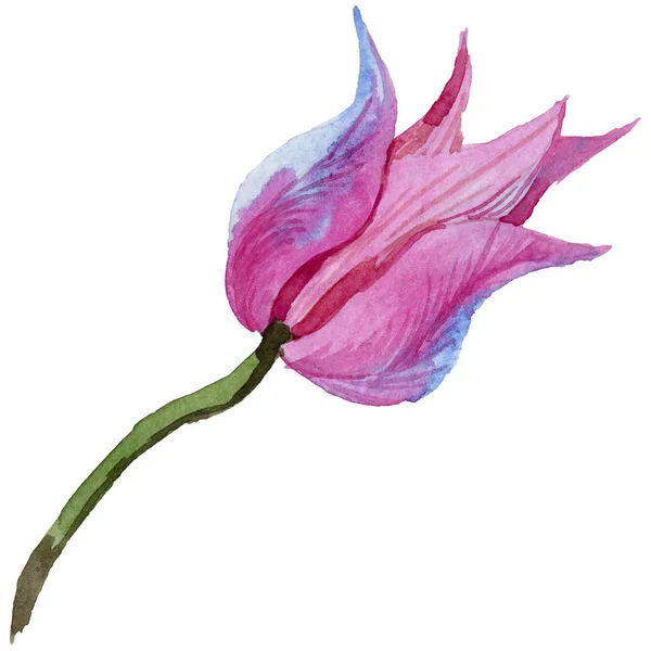 Tulipa Verão Rosa Floral Flor Botânica Folha Selvagem Primavera Wildflower — Fotografia de Stock
