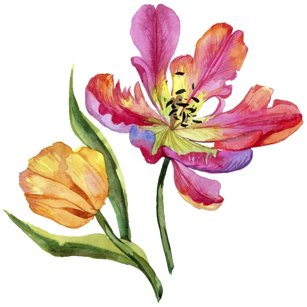 Барвистий Літній Тюльпан Квіткова Ботанічна Квітка Дикий Весняний Лист Ізольований — стокове фото