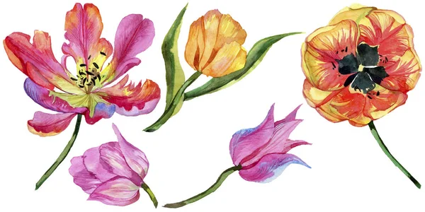 Colorido Tulipán Verano Flor Botánica Floral Flor Silvestre Hoja Primavera — Foto de Stock