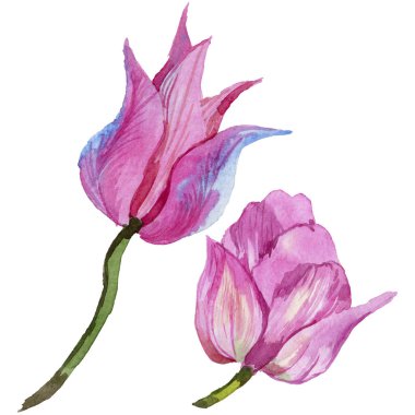 Pembe yaz lale. Botanik çiçek. İzole vahşi bahar yaprak kır çiçeği.