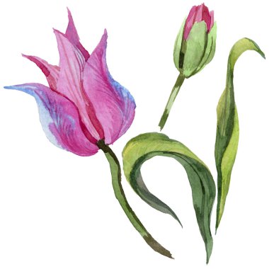 Pembe yaz lale. Botanik çiçek. İzole vahşi bahar yaprak kır çiçeği.