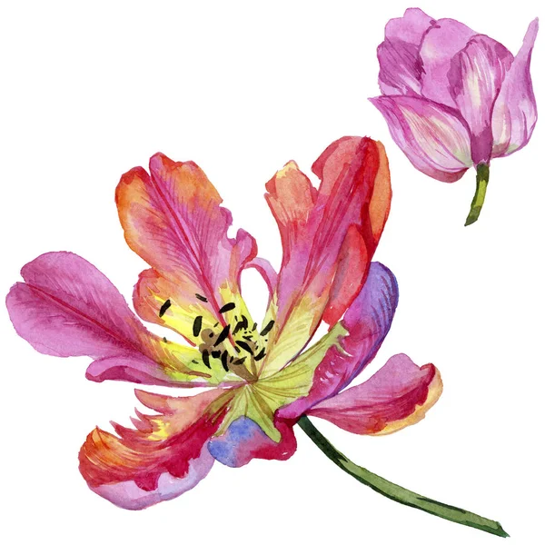 Tulipe d'été colorée. Fleur botanique florale. Feuille de printemps sauvage fleur sauvage isolée . — Photo