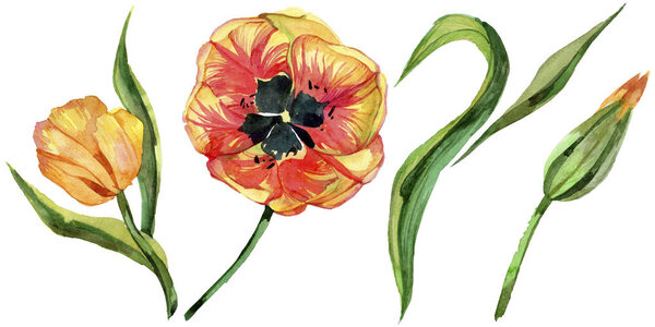 Colorful summer tulip. Floral botanical flower. Wild spring leaf wildflower isolated.