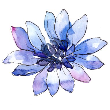 Mavi güller. Botanik çiçek. Vahşi bahar yaprak izole kır çiçeği. Arka plan, doku, sarıcı desen, çerçeve veya kenarlık için Aquarelle kır çiçeği.