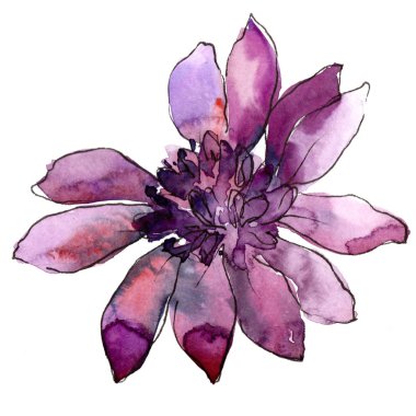 Mor güller. Botanik çiçek. Vahşi bahar yaprak izole kır çiçeği. Arka plan, doku, sarıcı desen, çerçeve veya kenarlık için Aquarelle kır çiçeği.