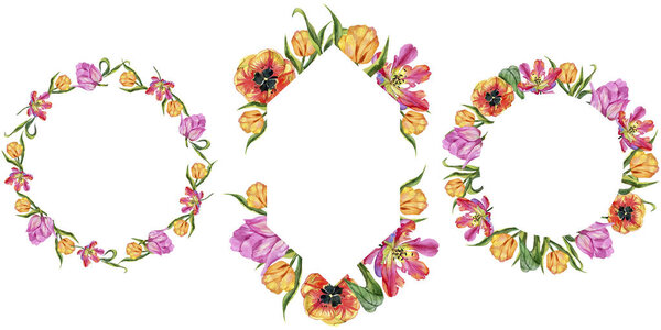 Цветной летний тюльпан. Цветочный ботанический цветок. Каркас границы украшения квадрат. Aquarelle wildflower for background, texture, wrapper pattern, frame or border
.