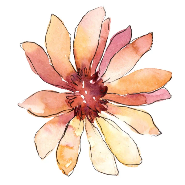 Oranje Afrikaanse Daisy Floral Botanische Bloem Wild Voorjaar Blad Wildflower — Stockfoto