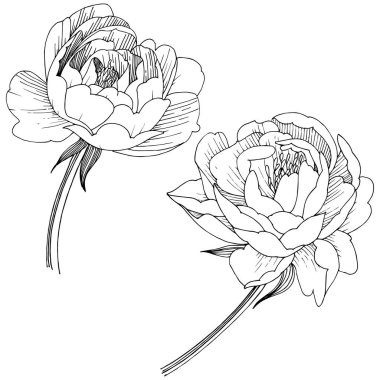 Şakayık Çiçeği izole bir vektör tarzı. Bitki tam adı: şakayık. Arka plan, doku, sarıcı desen, çerçeve veya kenarlık için vektör çiçek.