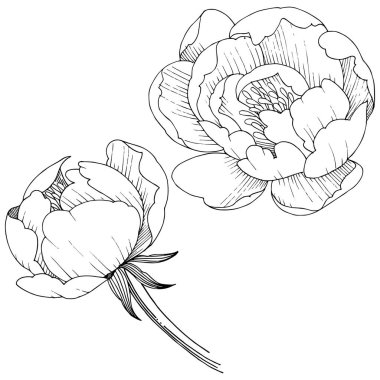 Şakayık Çiçeği izole bir vektör tarzı. Bitki tam adı: şakayık. Arka plan, doku, sarıcı desen, çerçeve veya kenarlık için vektör çiçek.