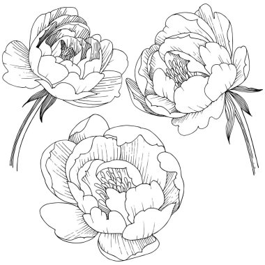 Şakayık Çiçeği izole bir vektör tarzı. Bitki tam adı: şakayık. Arka plan, doku, sarıcı desen, çerçeve veya kenarlık için vektör çiçek.