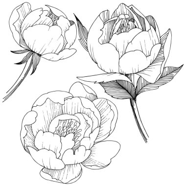 Şakayık Çiçeği izole bir vektör tarzı. Bitki tam adı: şakayık. Arka plan, doku, sarıcı desen, çerçeve veya kenarlık için vektör çiçek.