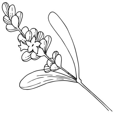 Lavanta çiçeği izole bir vektör tarzı. Bitki tam adı: lavanta. Arka plan, doku, sarıcı desen, çerçeve veya kenarlık için vektör çiçek.