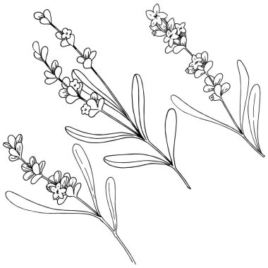 Lavanta çiçeği izole bir vektör tarzı. Bitki tam adı: lavanta. Arka plan, doku, sarıcı desen, çerçeve veya kenarlık için vektör çiçek.