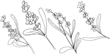 Lavanta çiçeği izole bir vektör tarzı. Bitki tam adı: lavanta. Arka plan, doku, sarıcı desen, çerçeve veya kenarlık için vektör çiçek.