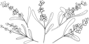 Lavanta çiçeği izole bir vektör tarzı. Bitki tam adı: lavanta. Arka plan, doku, sarıcı desen, çerçeve veya kenarlık için vektör çiçek.