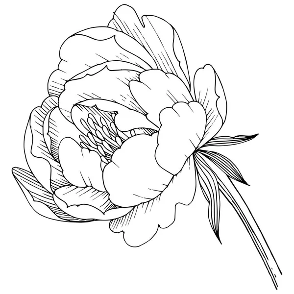 Pfingstrose Blume Einem Vektor Stil Isoliert Voller Name Der Pflanze — Stockvektor