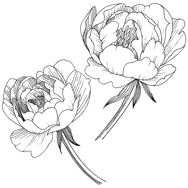 Flor Peonía Estilo Vectorial Aislado Nombre Completo Planta Peony Flor — Vector de stock