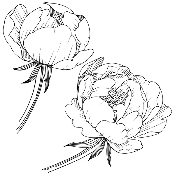 Flor Peonía Estilo Vectorial Aislado Nombre Completo Planta Peony Flor — Archivo Imágenes Vectoriales