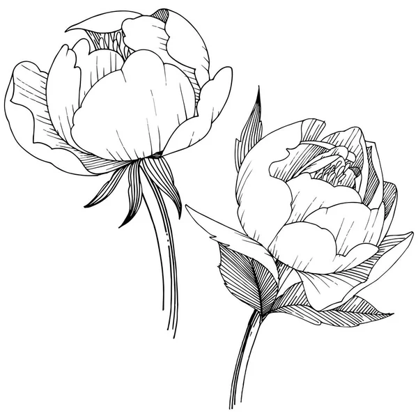 Квітка Півонії Векторному Стилі Ізольована Повна Назва Рослини Півонія Векторна — стоковий вектор