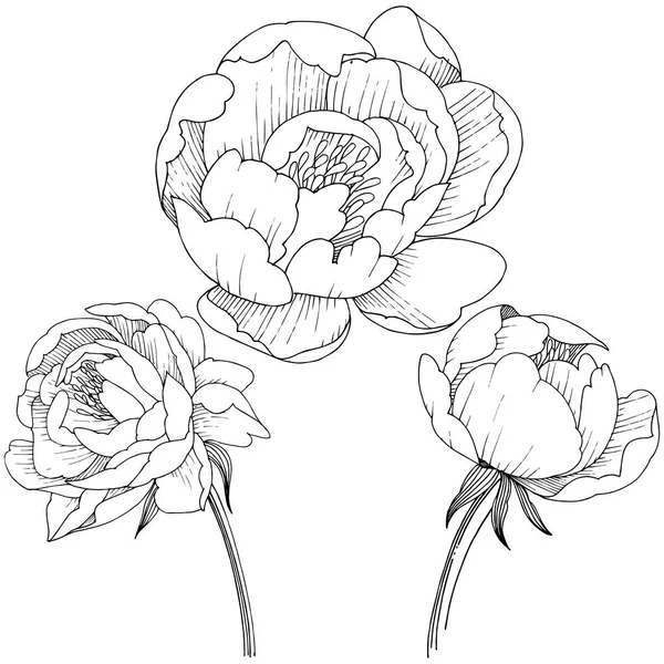 Flor Peonía Estilo Vectorial Aislado Nombre Completo Planta Peony Flor — Archivo Imágenes Vectoriales