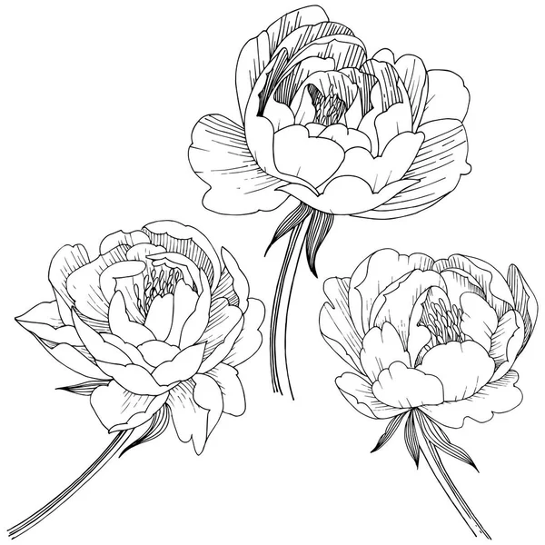 Flor Peonía Estilo Vectorial Aislado Nombre Completo Planta Peony Flor — Archivo Imágenes Vectoriales