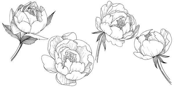 Flor Peonía Estilo Vectorial Aislado Nombre Completo Planta Peony Flor — Archivo Imágenes Vectoriales