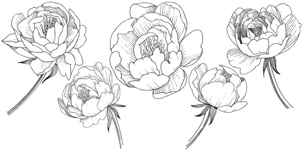 Пион Цветок Векторном Стиле Изолирован Полное Название Растения Пион Векторный — стоковый вектор